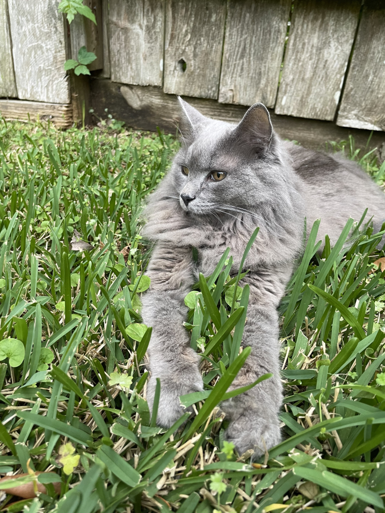 Compton lounging in the grass. His paws are stretched out in front of him, long blades of grass in between and all around him.