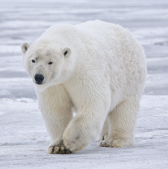 Photo of a polar bear