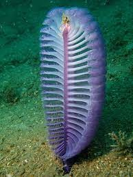 A white, pink and purple sea pen