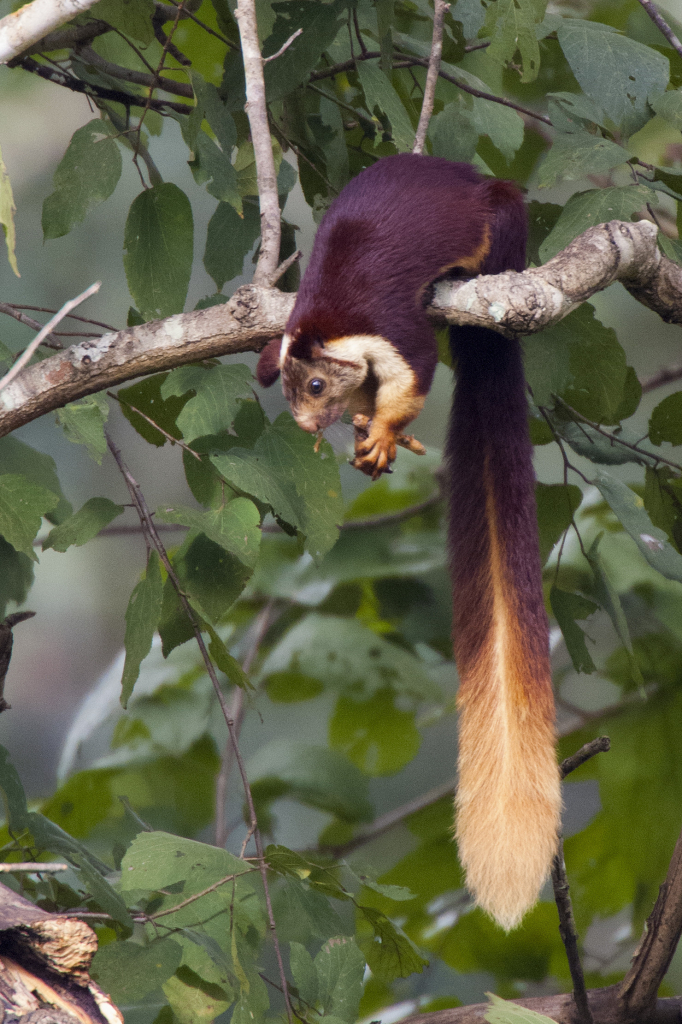 A giant squirrel sitting on a tree branch, long tail hanging down