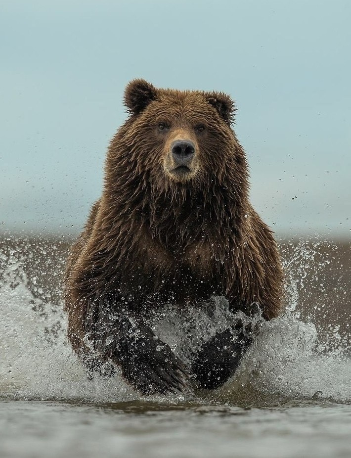 grizzly bear running through water towards the camera with a look of casual murder on its face 