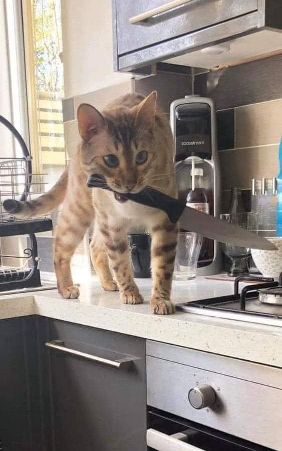 orange tabby cat on top of a kitchen counter with a comically large kitchen knife in its mouth