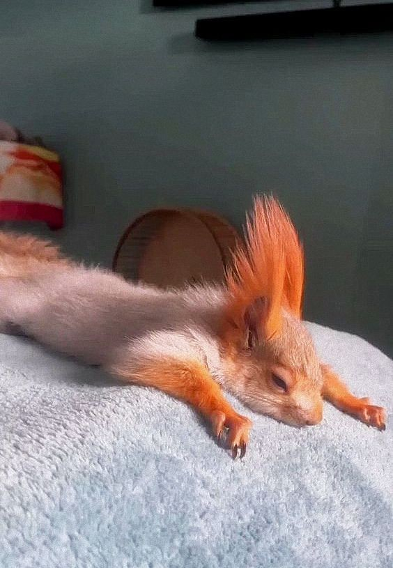 red squirrel with punk like ears looking exhausted