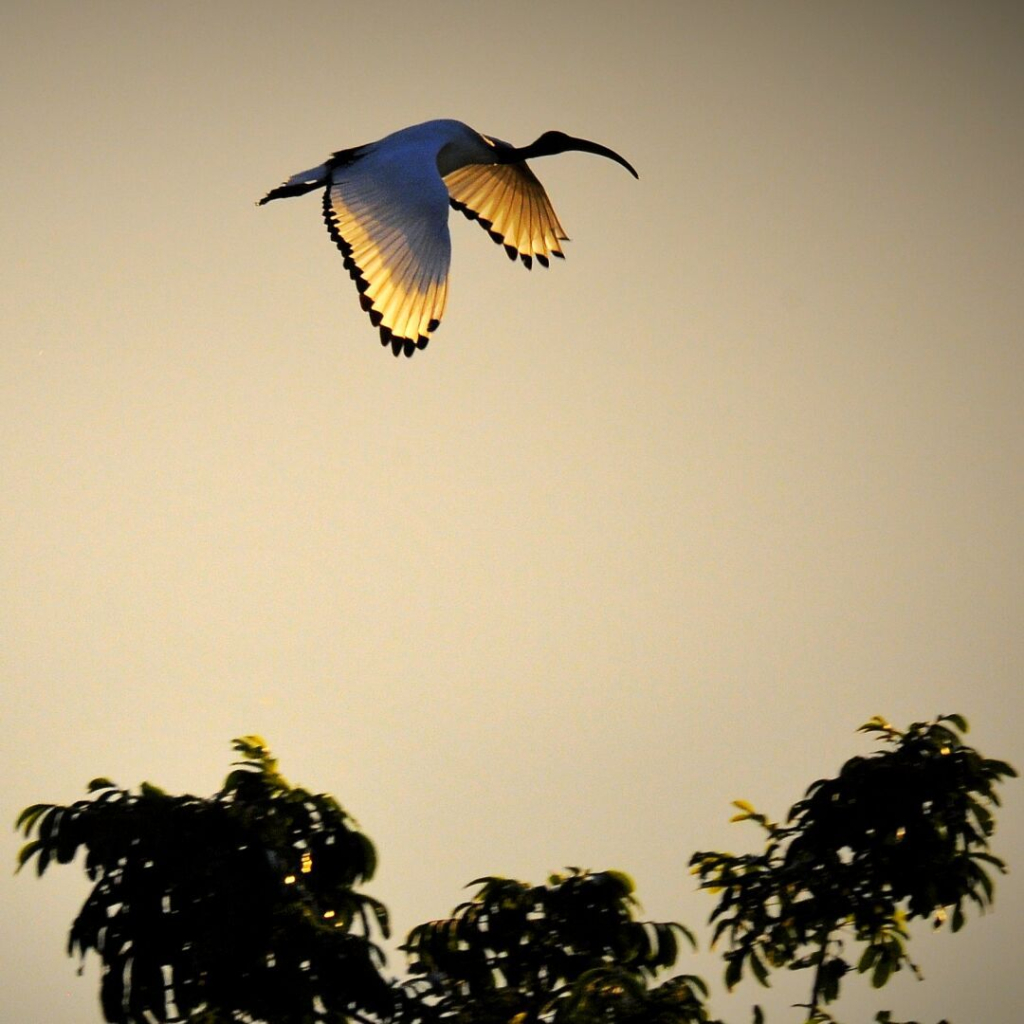 An ibis flying overhead, its wings illuminated by the rising sun.
#myphoto