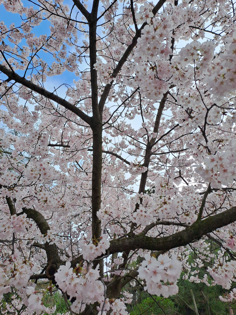 Close up of a Japanese cherry tree in full bloom. A cloud of light pink blossoms against a blue and white bright spring sky.