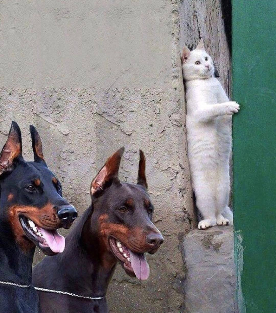 a white cat stands on its hind legs while hiding around a corner from two doberman pincers who haven't noticed it yet