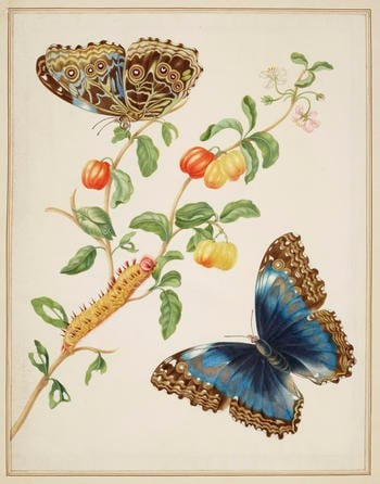 Hand drawn and painted color image of a blue butterfly with its caterpillar climbing on a branch of its food plant, and a second adult butterfly showing the underside of its wings.