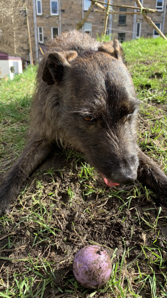 A medium sized hairy brown dog stares with a slightly annoyed look at a small pinkish ball 