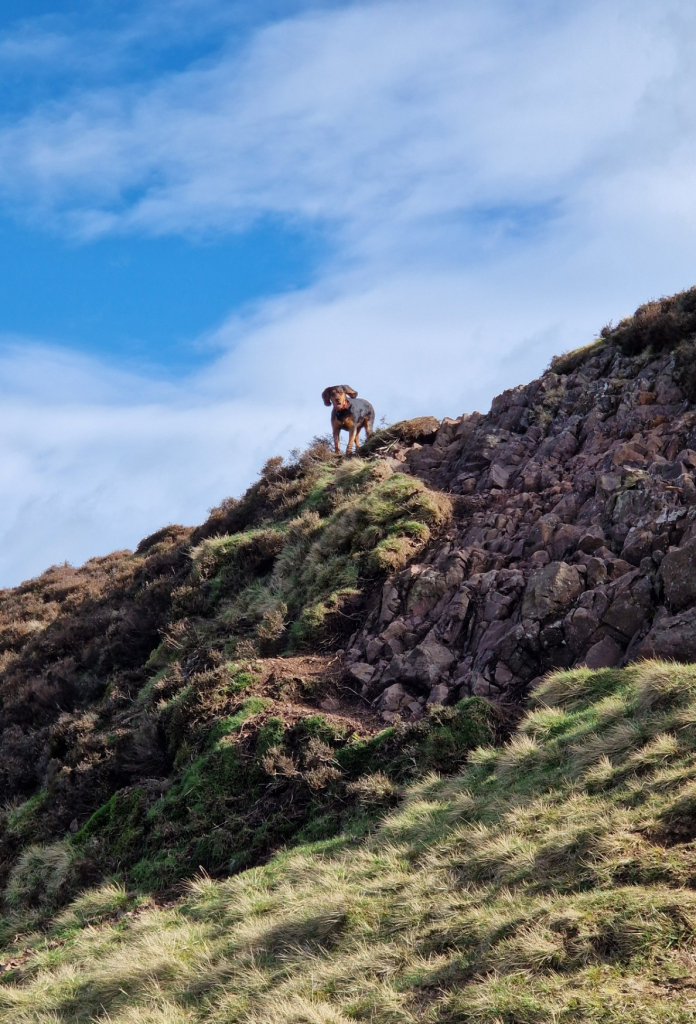 A dog looking back from the top of a rocky outcrop, clearly expressing yes we're going this way.