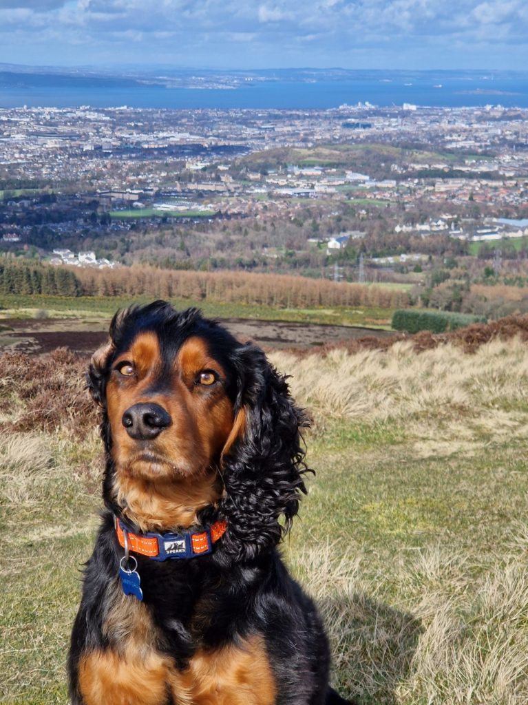 A black and brown cocker spaniel sitting near the top of Capelaw hill. Edinburgh and the Forth estuary stretch out in the background.