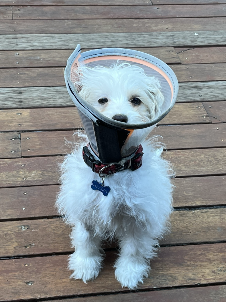 Small white dog wearing a cone