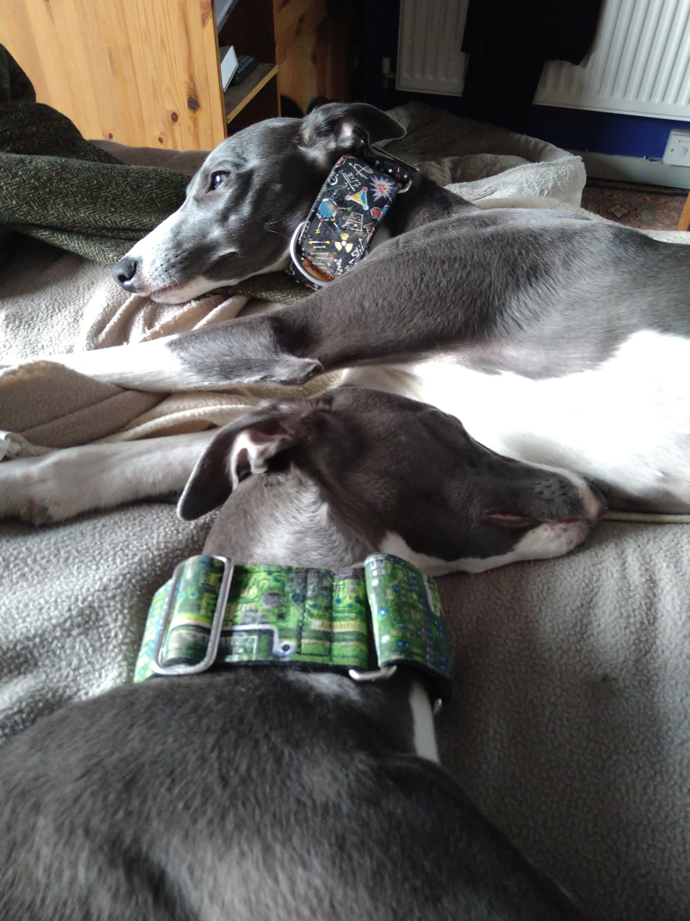 Nine months old blue and white whippet puppies lounging on their humans bed. Like they own it. Oh. They do.