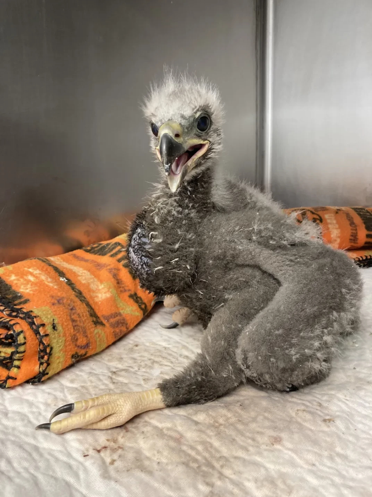 A baby eagle covered in gray down, with lighter fuzz sticking up on its head, enormous stubby gray floppy looking wings, and huge chicken-feet that look bigger than its head. It is sprawled awkwardly on a padded surface wearing a saucy, confrontational, open-beaked expression.  