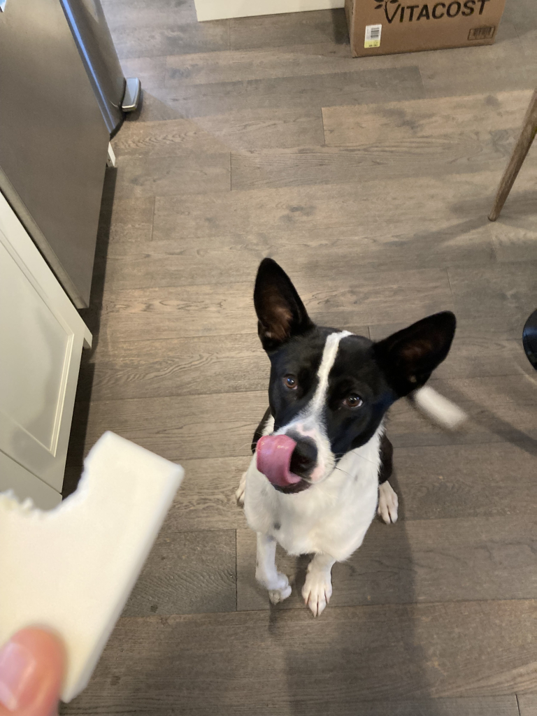 My black and white Cattle Dog, Rufus, is sitting in the kitchen, licking his lips, while I hold a piece of cheese.