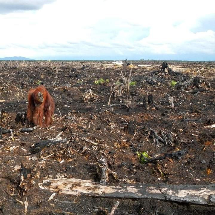 Only one monkey and the environmental destruction.