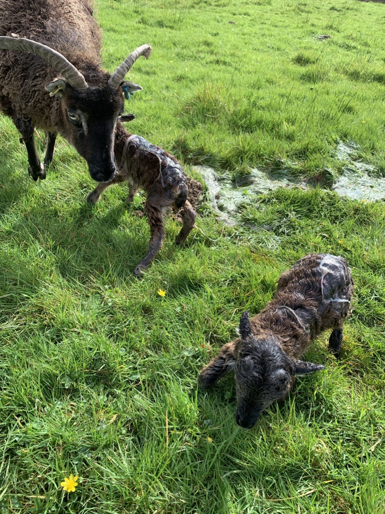 A sheep with two newborn lambs on a grassy field.