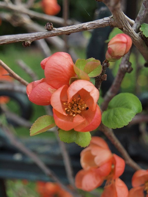 Japanische Zierquitte (Chaenomeles japonica), auch Nordische Zitrone. Stände zu je drei ziegelroten, kugeligen Blüten hängen zwischen grünen, herzförmig gezackten Blättern an einem dornigen Strauch. In einem offenen Blütenkelch sieht man die gelblichen, kurzen Staubblätter