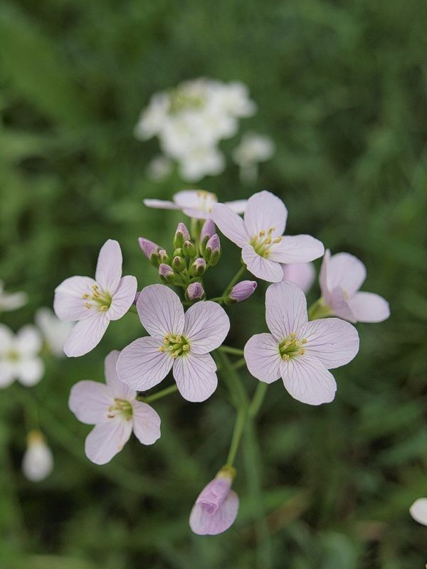 Wiesen-Schaumkraut (Cardamine pratensis). Die vier hellvioletten, ovalen Blätter der Blüten mit ihrer purpurfarbenen Äderung sind kreuzförmig angeordnet, in deren Mitte sitzen längliche gelbe Staubfäden und ein grüner Griffel. Eine kleinere Traube besteht aus violetten Knospen