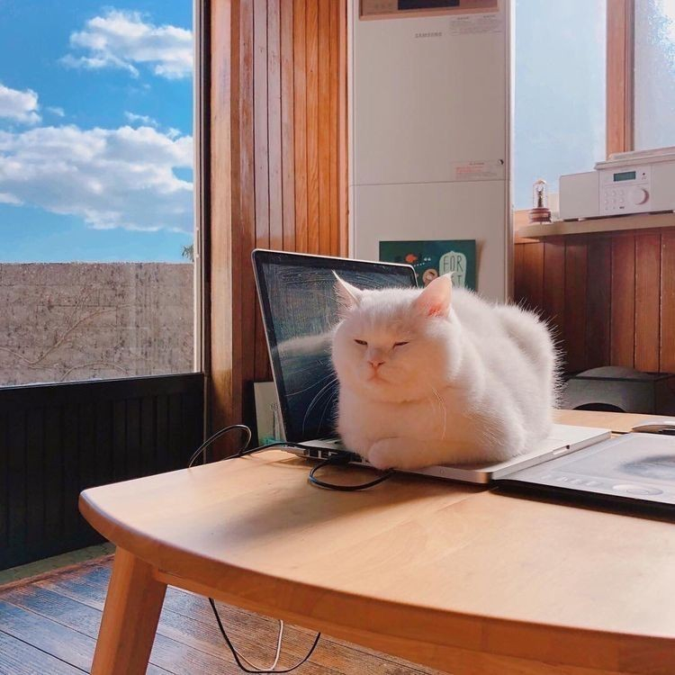 white cat sitting on a laptop keyboard, asleep in the sun