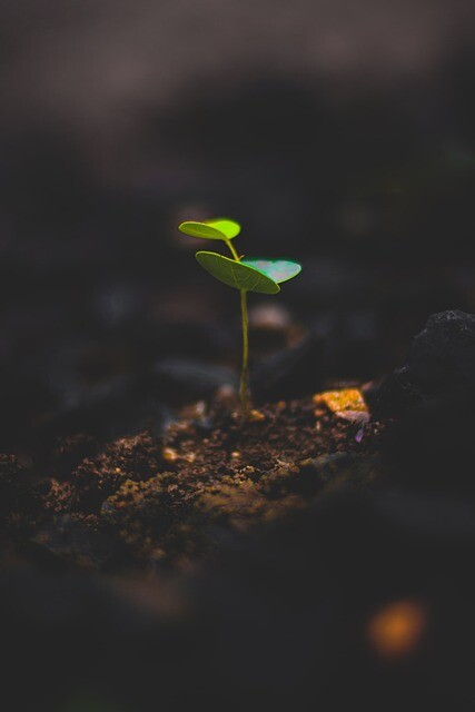 Photo of a sapling growing from the earth.