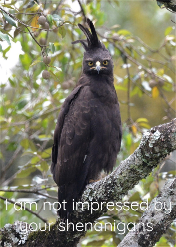 a long crested eagle (brown, with tall mohawk like feathers on its head) sitting on a branch, looking at you with annoyance
Bottom text reads "I am not impressed by your shenanigans"