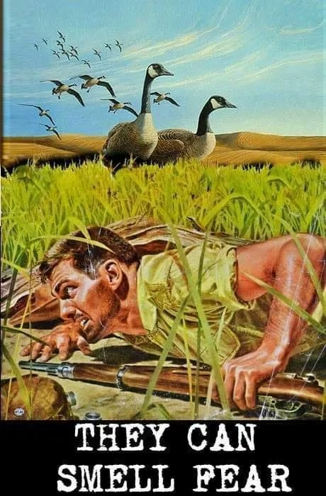 pulp art of a man hiding in the grass from a flock of canada geese (cobra chickens), holding a rifle and looking terrified. The caption says: They Can Smell Fear