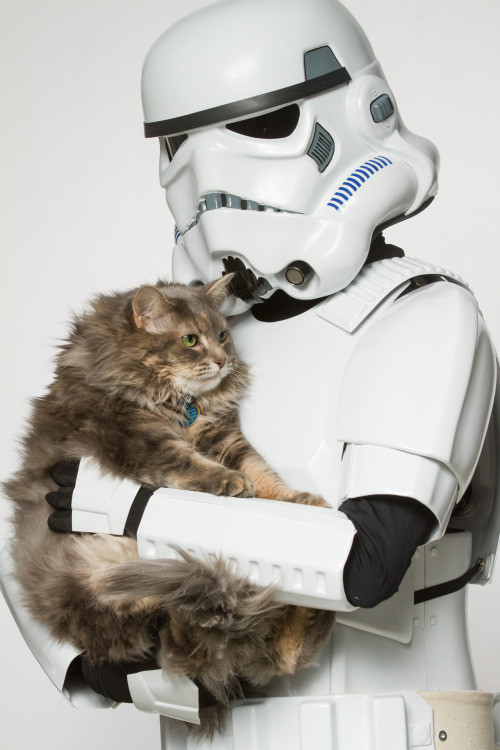 Star Wars stormtrooper holding a grey and very hairy tabby awkwardly