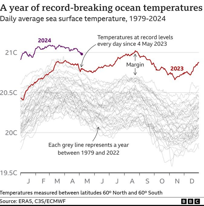 Graphic: A year of record-breaking ocean temperaturas. Daily average sea Surface temperature, 1979-2024.