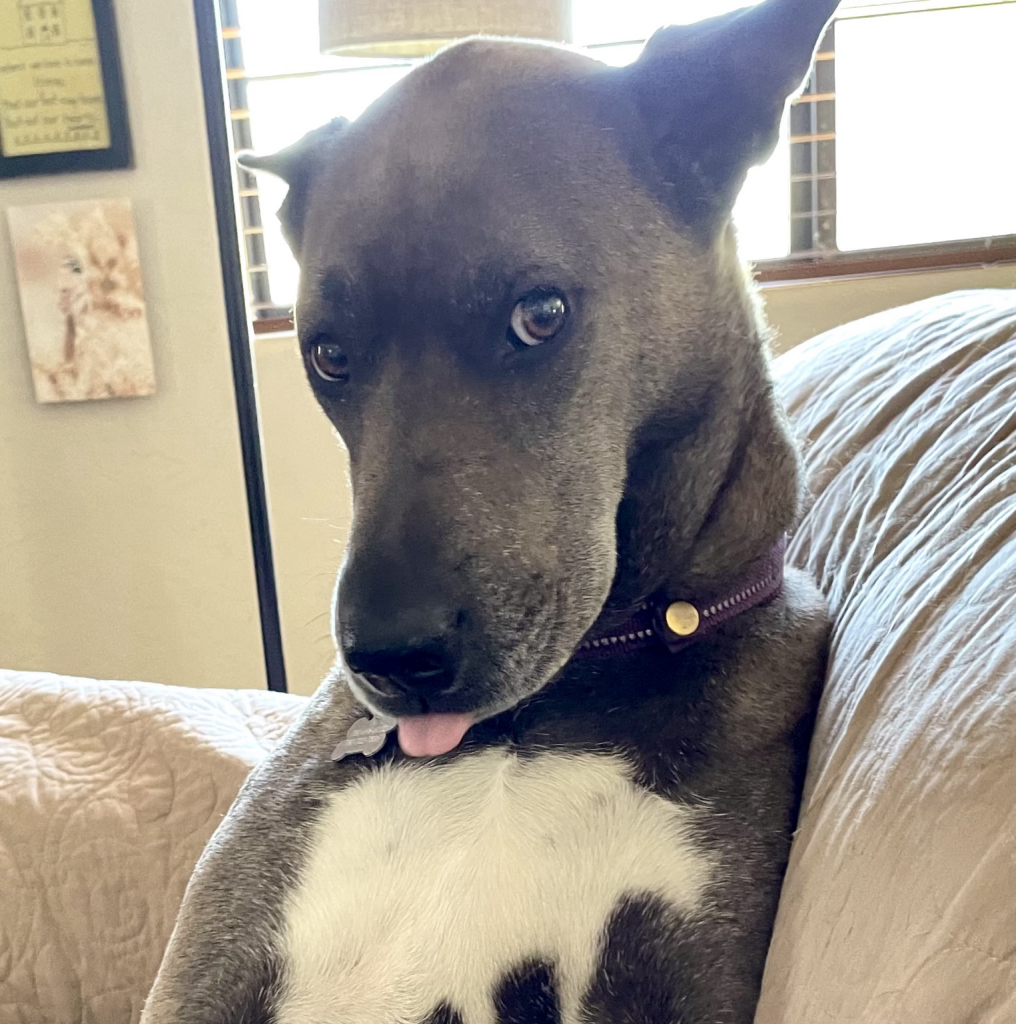 Closeup iPhone photo of our taupe colored Malinois cross with her tongue out & her head tilted so that she can make adorable brown puppy eyes at the camera—she’s sitting upright on the sofa wearing a purple collar