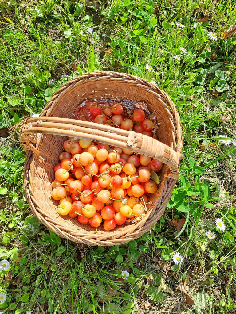 A basket of yellow and red cherries placed on the sunny natural lawn dotted with daisies and clover.