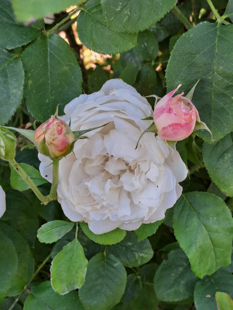 Full bloom white rose framed by two pink buds (this kind of rose buds pink and blooms white)