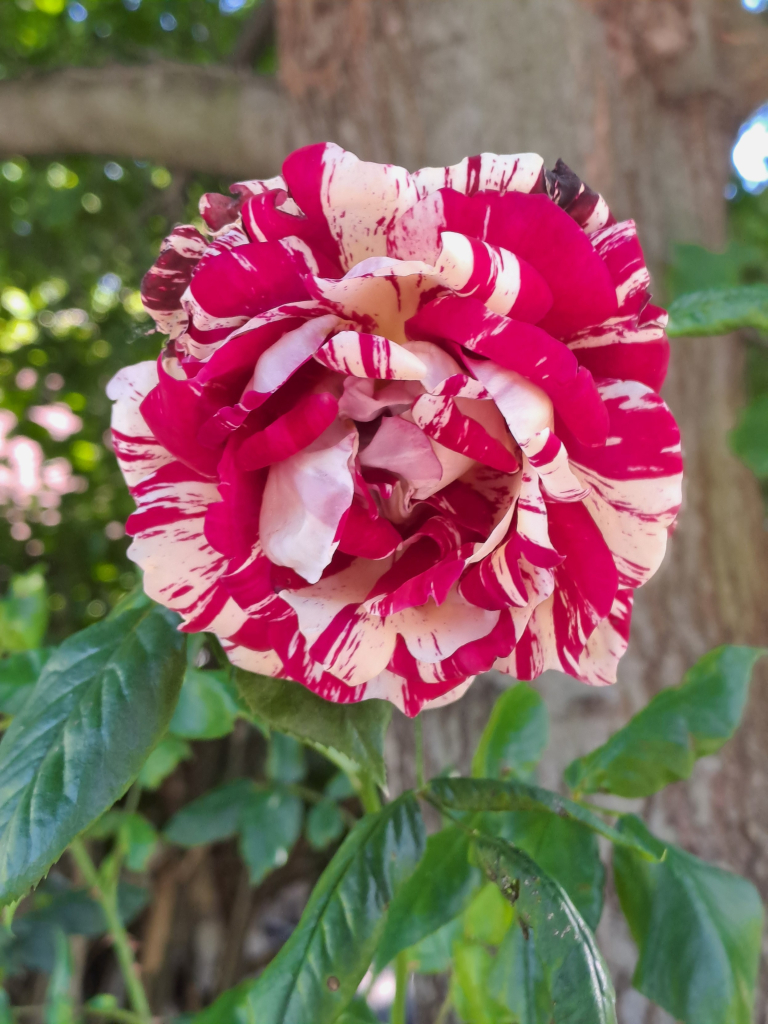 Close up of a deep pink and white striped rose