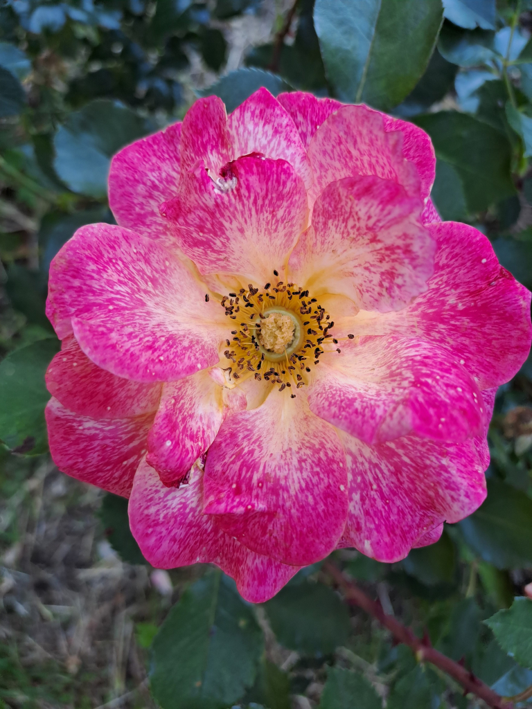 Briar rose up close, deep pink with yellow center 