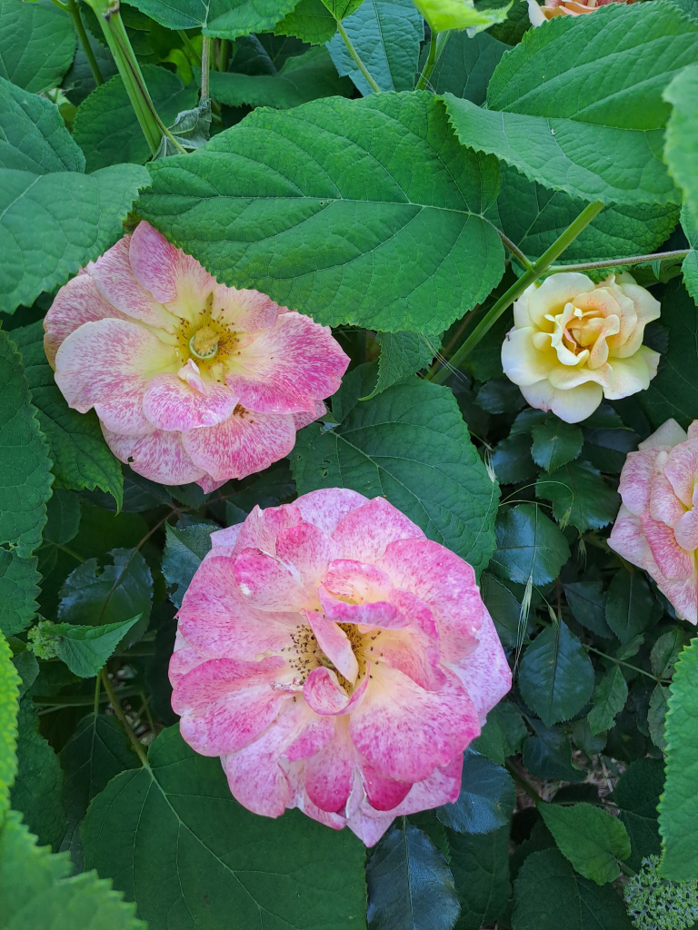 Pink roses in bloom with yellow centers. The buds are all yellow