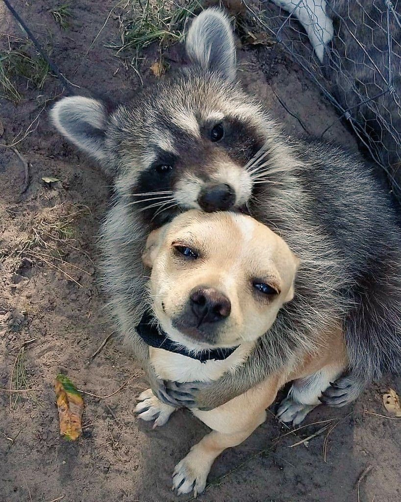 A racoon hugging a small dog as both look up at the camera