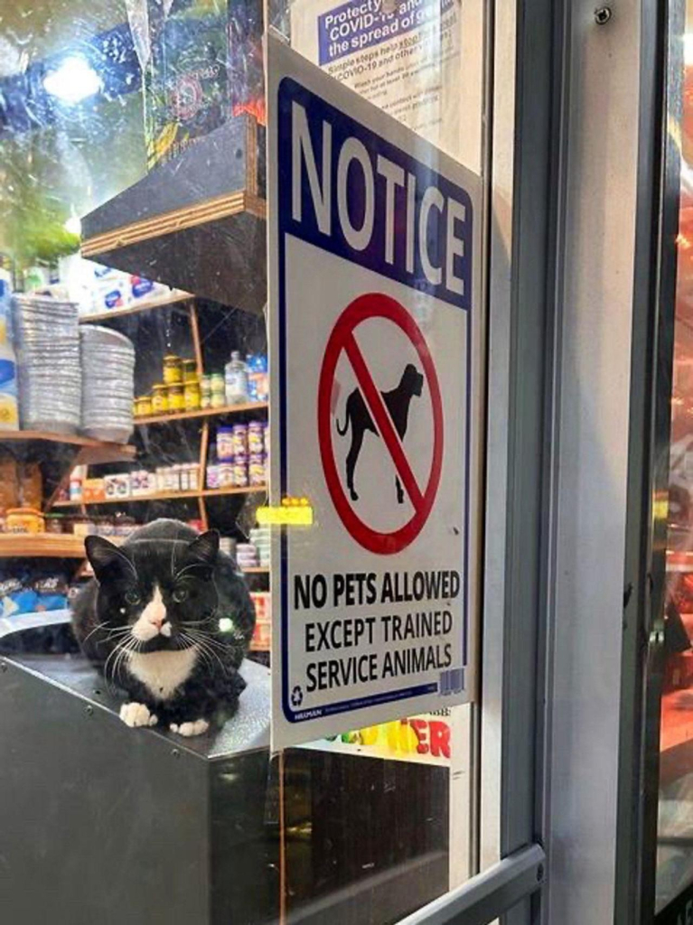 A sign on a shop front that says: NOTICE - no pets allowed except trained service animals. And right next to the sign is a tuxedo cat looking cheeky.