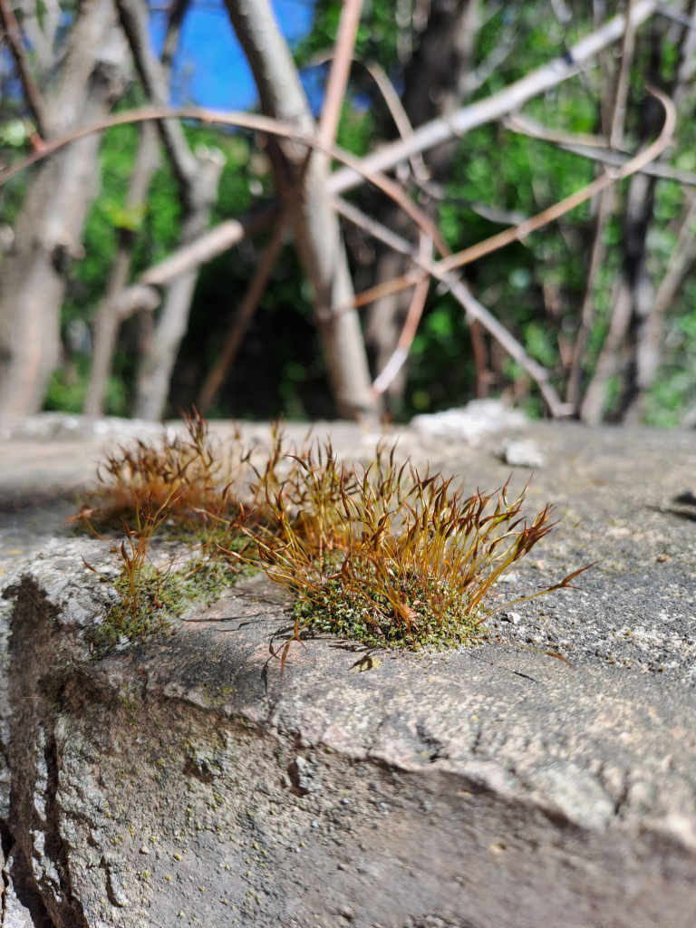 The edge of a concrete fence post up close, with bushes and branches in the background. On the edge there are two little patches of moss, like miniature green hills, with long brown fuzzy stalks growing out of them.