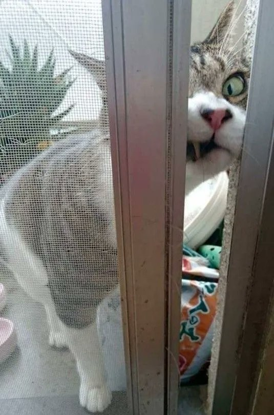 grey and white tabby cat with its face mashed into a screen door that's open an inch or so