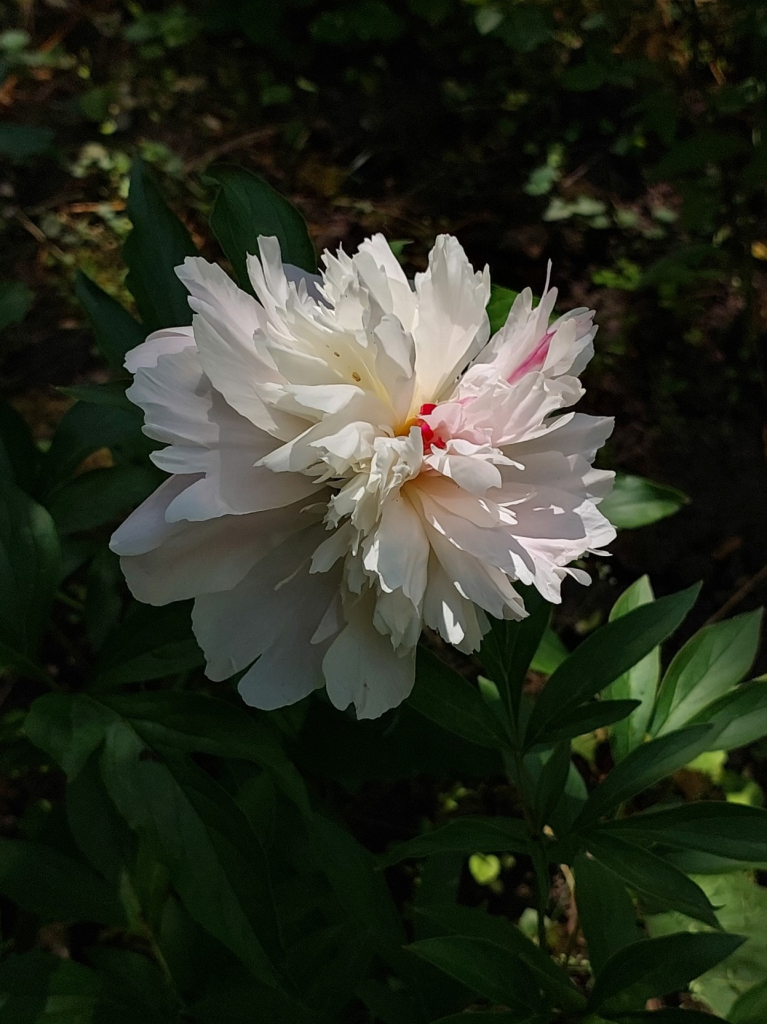 Peonies