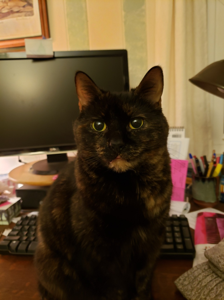 A tortoiseshell cat sitting on my desk, blocking access to keyboard and monitor.