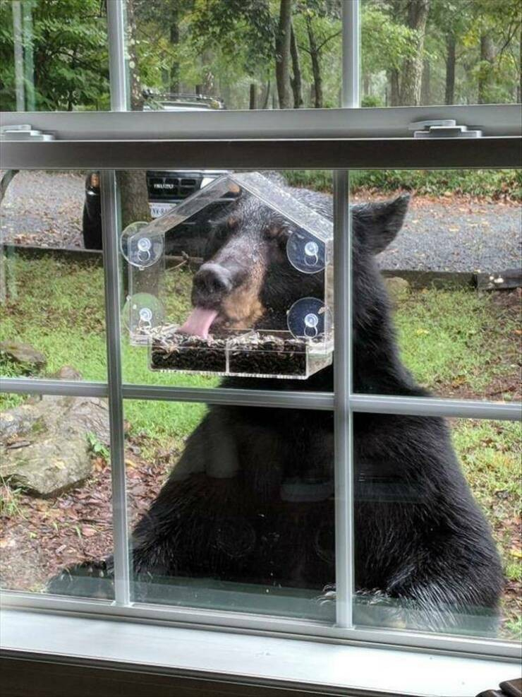 black bear standing on hind legs and licking seeds out of a bird feeder with its tongue, as seen through window