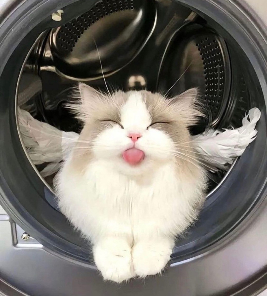 a pretty white cat with grey cheeks and ears, sitting in a dryer, with its very pink tongue sticking out.