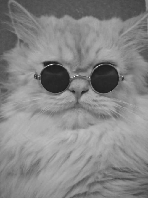 ragdoll cat wearing a pair of round sunglasses, looking like morpheus from the matrix