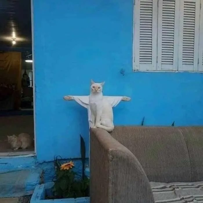 a white cat sitting on top of a couch with a white statue of jesus behind it, contrasted by a bright blue wall. The cat looks like it has its arms out