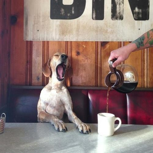 a dog sitting up in a diner booth, yawning, while a tattooed arm pours coffee from a carafe into a mug