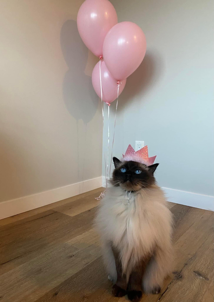 a fluffy cat wearing a little pin princess crown and pink balloons behind it