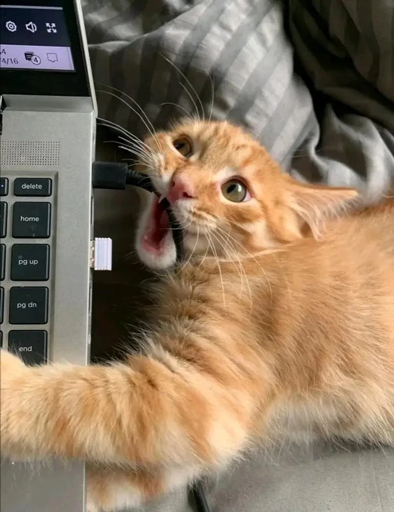 orange tabby chewing at a cable going into a laptop, looking demonic