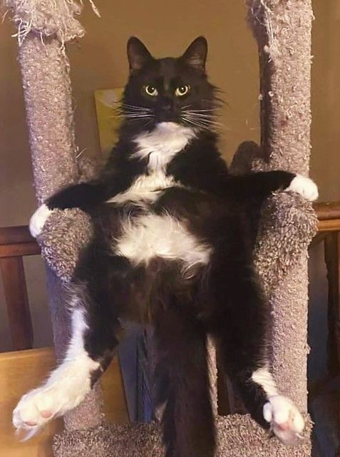 tuxedo cat sitting in a cat tree like it's a throne