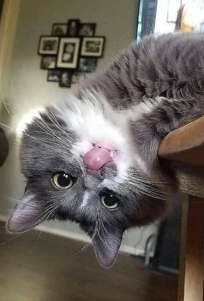 grey tabby with a white bib, hanging off a chair upside down, with its tongue out, licking its nose