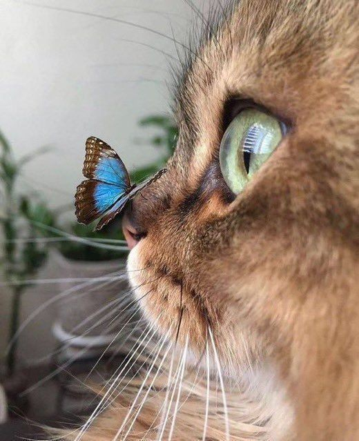 a blue and grey butterfly (or moth, dunno) sitting on the nose of a brown tabby cat